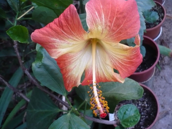 No ID