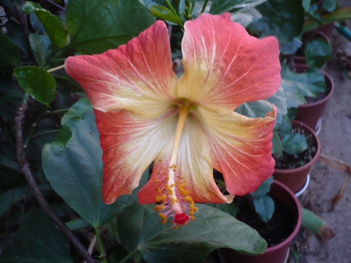 P1240204