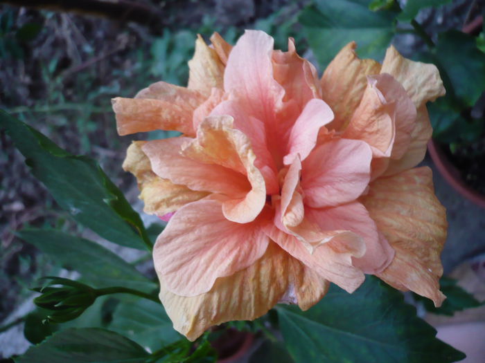 P1240207