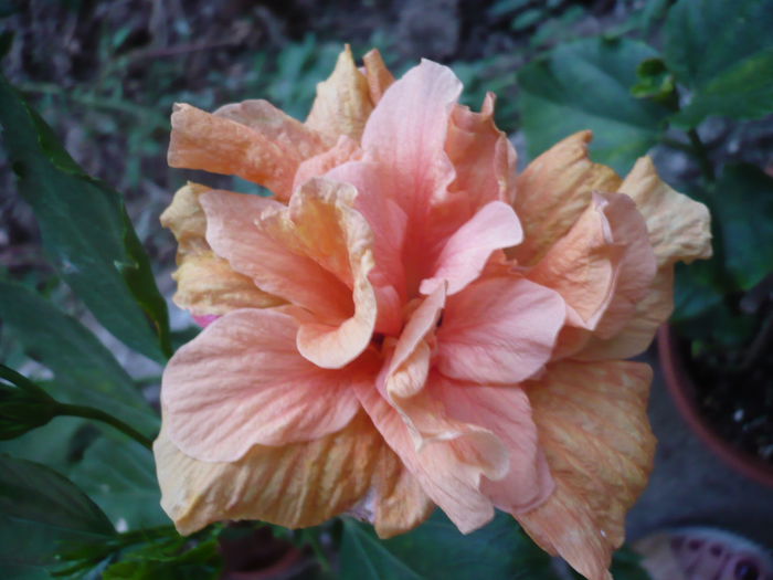 P1240209