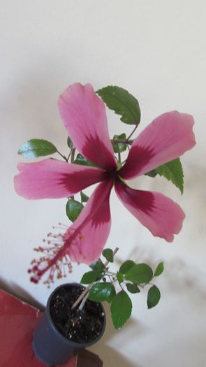 Fidjian Island - Hibiscusi 2015 1