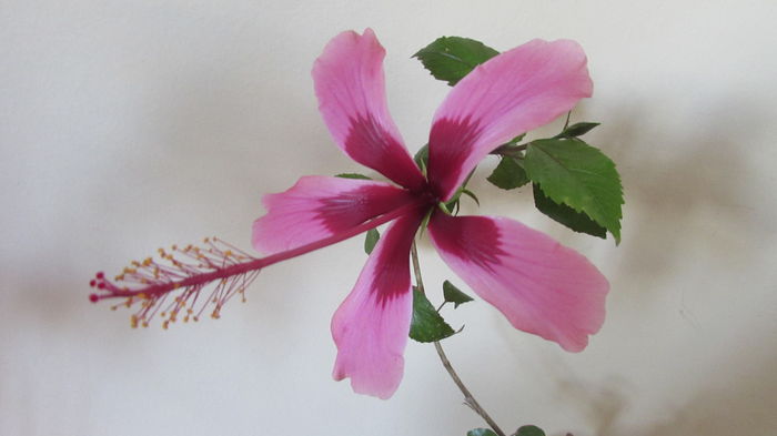 030 - Hibiscusi 2015 1