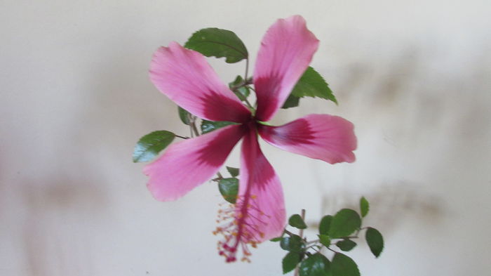 026 - Hibiscusi 2015 1