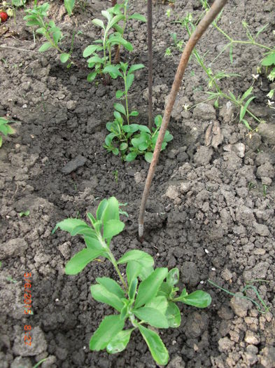 stevia de indulcit - Gradina Casa si Plante Rare sau Deosebite pentru Sanatate2