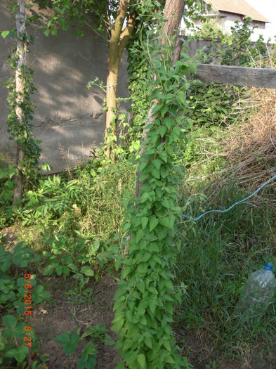 ginseng peren iunie - Gradina Casa si Plante Rare sau Deosebite pentru Sanatate2