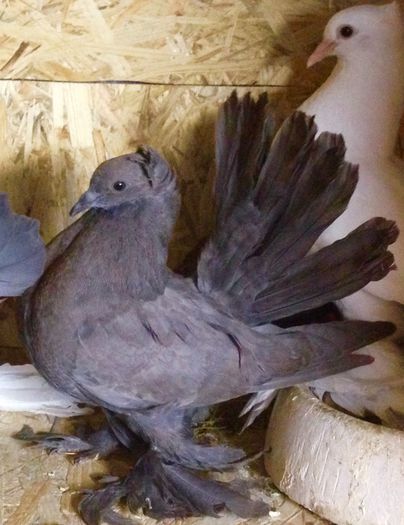 image - TINERET 2022