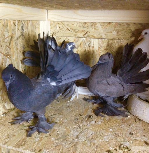 image - TINERET 2022