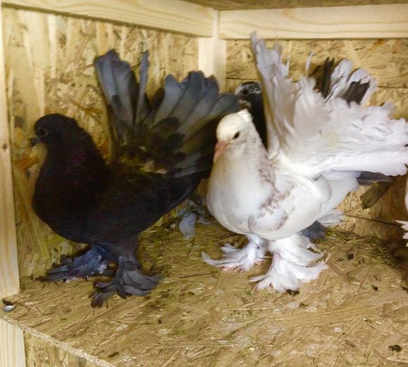 image - TINERET 2022