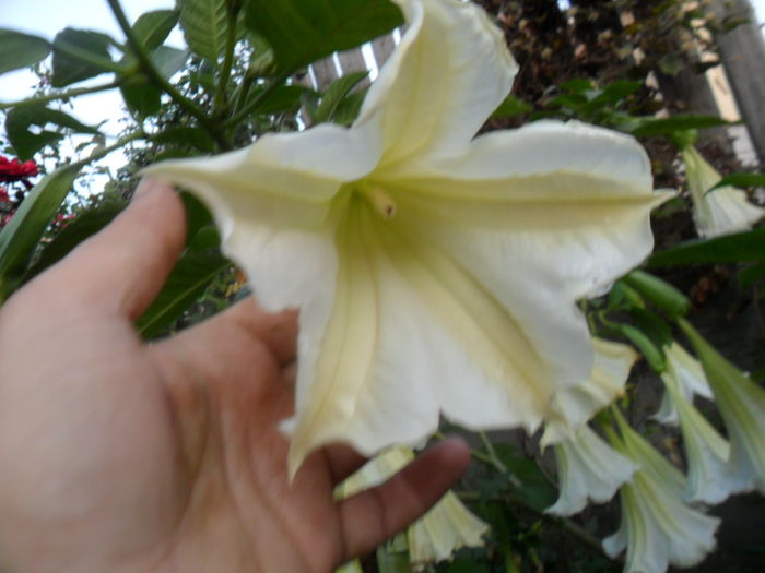 alba simpla stratii verzi