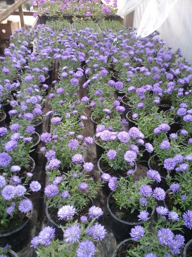 20150921_183403; aster
