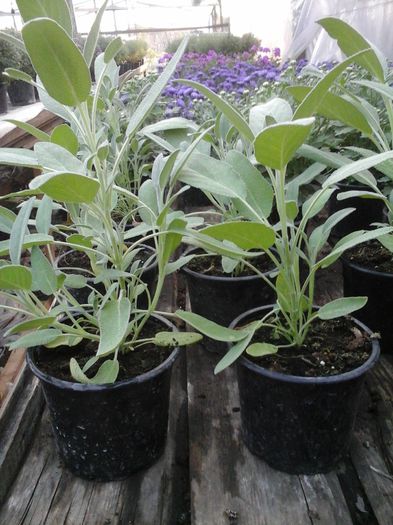 20150921_183318; salvia officinalis
