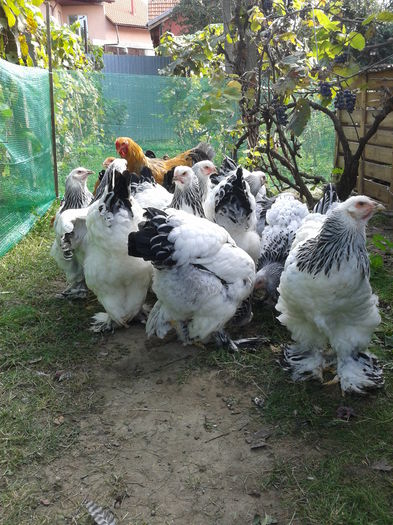 Fotografie-0414 - Pasari din aprilie 2015