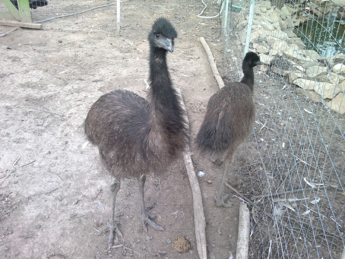 12-09-015 - 6-strut EMU
