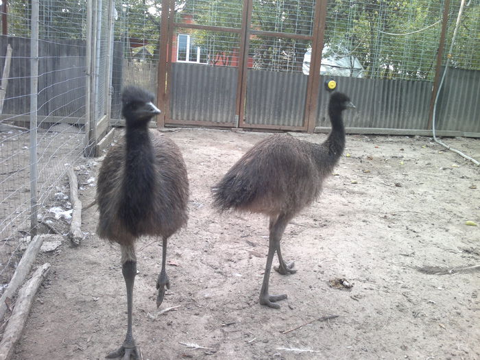 015 - 6-strut EMU