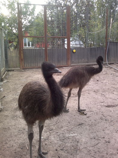 016 - 6-strut EMU
