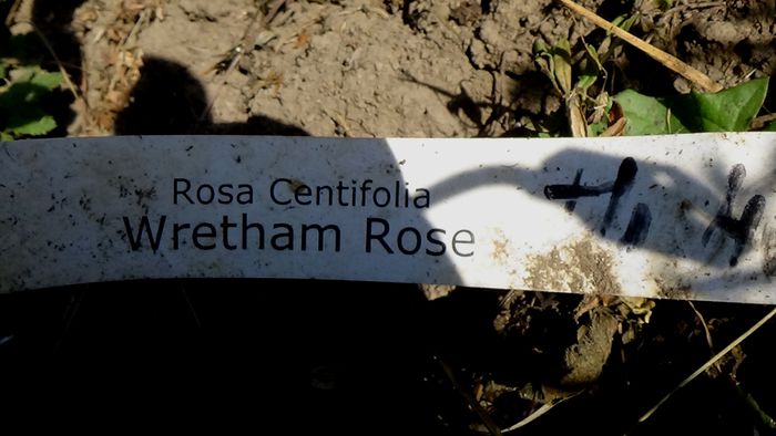 DSC04716 - Wretham Rose