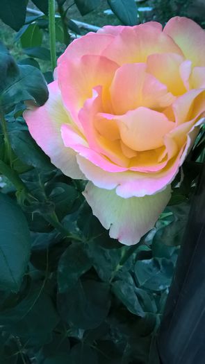 WP_20150812_20_06_29_Pro