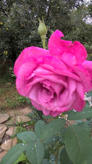 WP_20150821_11_31_40_Pro