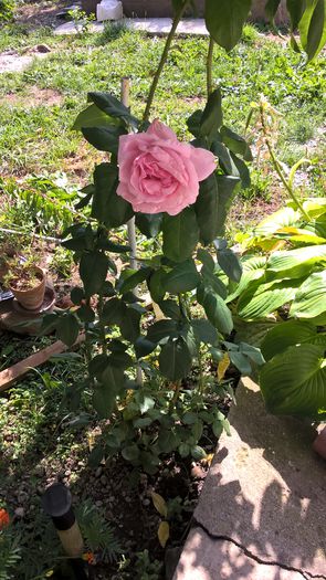 WP_20150916_12_21_50_Pro