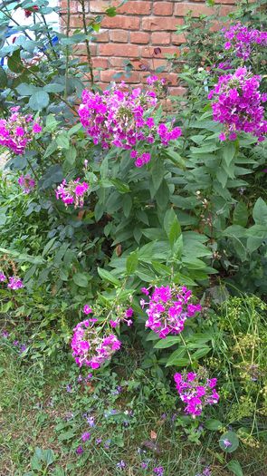 WP_20150821_11_33_55_Pro