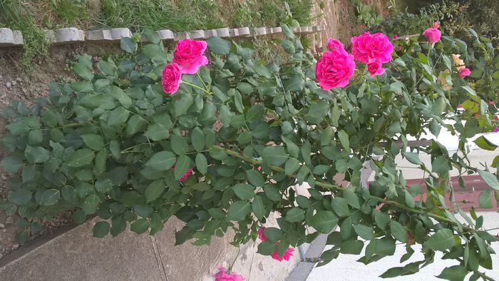 WP_20150806_19_12_49_Pro