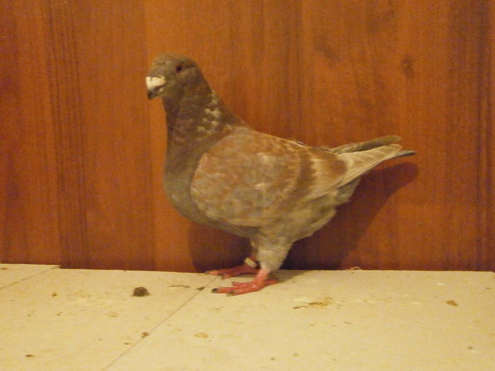 FEM 2015 150 RON - ARHIVA   AMERICANI   VINDUTI