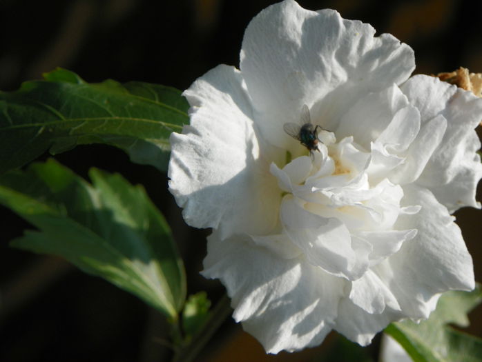 hibiscus syr. Jeanne dArc