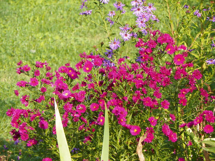 aster Jenny - Toamna 2015