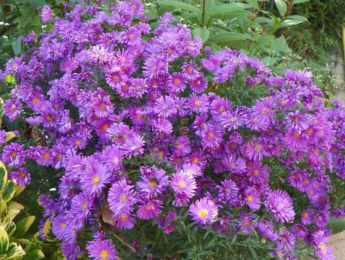 aster Alice Haslam - Toamna 2015