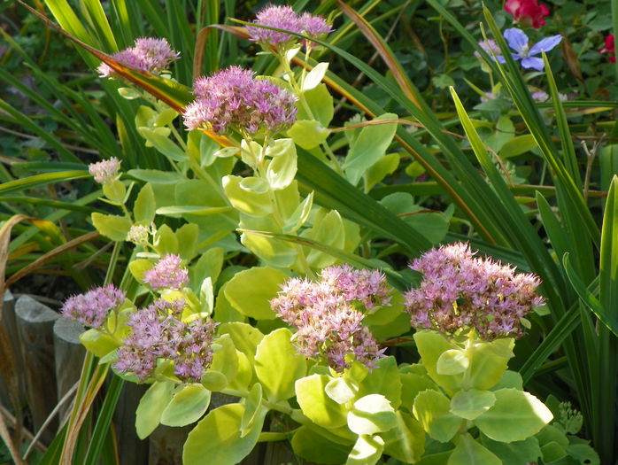 sedum Brillant - Toamna 2015