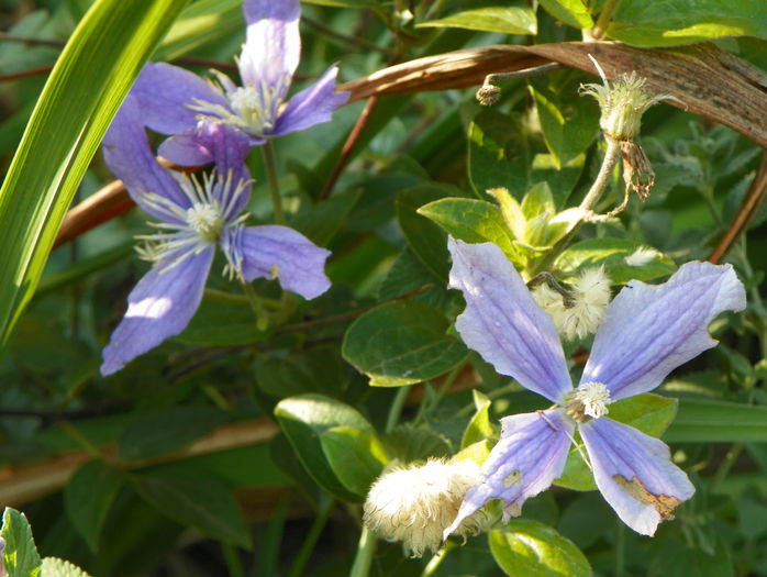 clematis Arabella - Toamna 2015