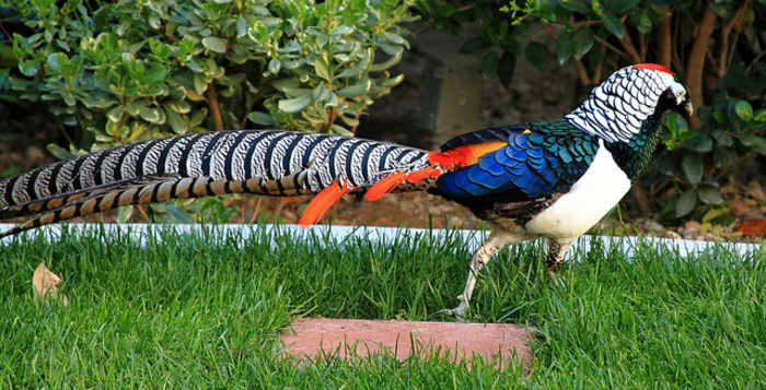 lady-amethyst-pheasant_jciardha - Pasari in lume