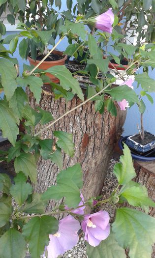 20150922_105938 - martori  in timp