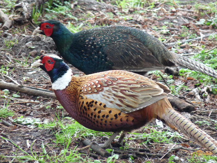 Chinese_Ring_Necked_Pheasant_&_Melanistic_Mutant_Ringneck_Cross_Pheasant_(4482356808)