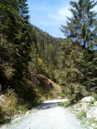 13.Picture 099; Pe Valea Şucului.
