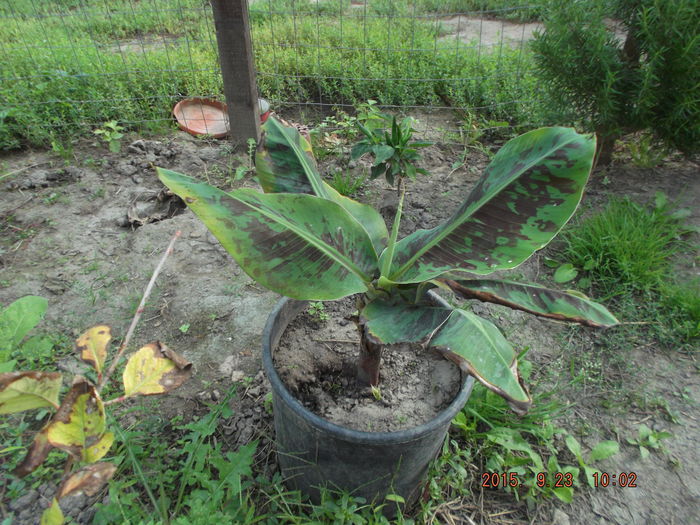 014; banan lidl 2015 , musa tropicana
