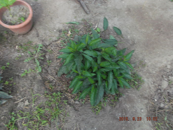 013; butas rupt accidental din planta , a facut radacini rapid in pahar , plantat in gradina apoi .
