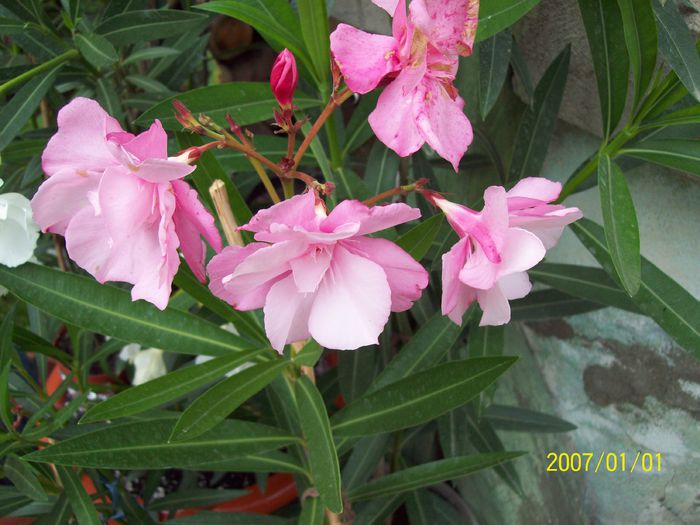 Roz floare mare, de la magdasomesan - Leandrii