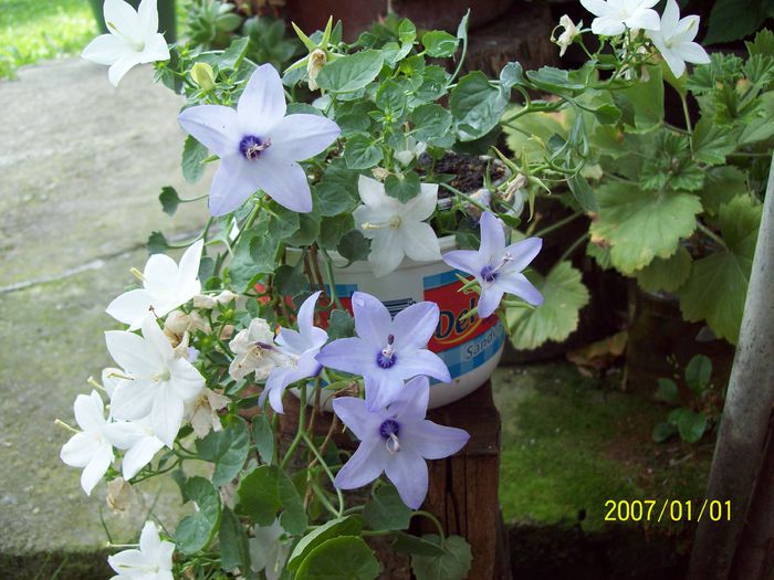 103_5263 - Campanula