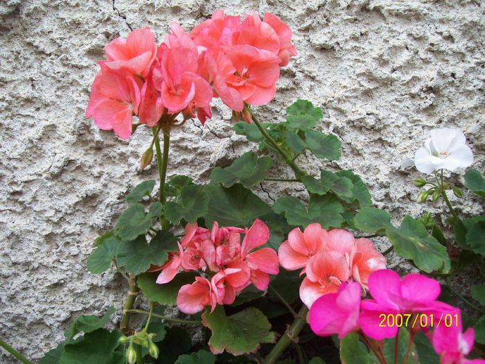 103_5260 - Muscate 2015-2016