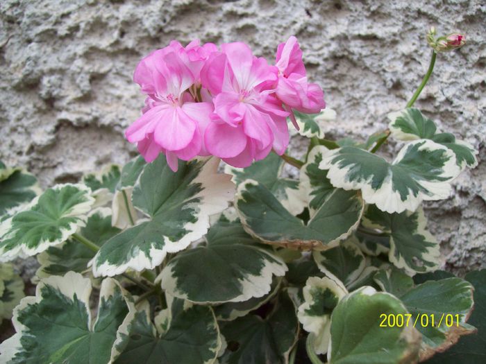 103_5250 - Muscate 2015-2016