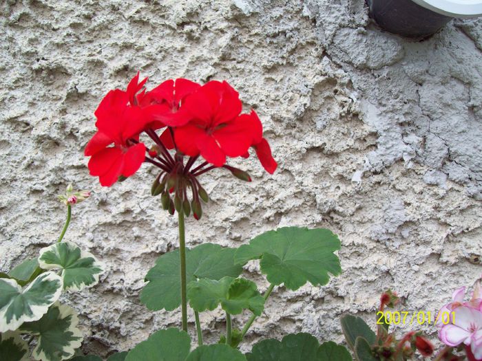 103_5252 - Muscate 2015-2016