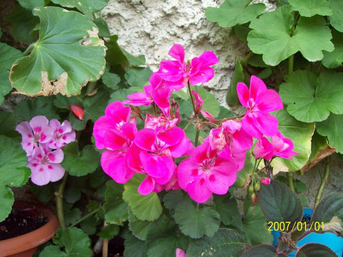 103_5253 - Muscate 2015-2016