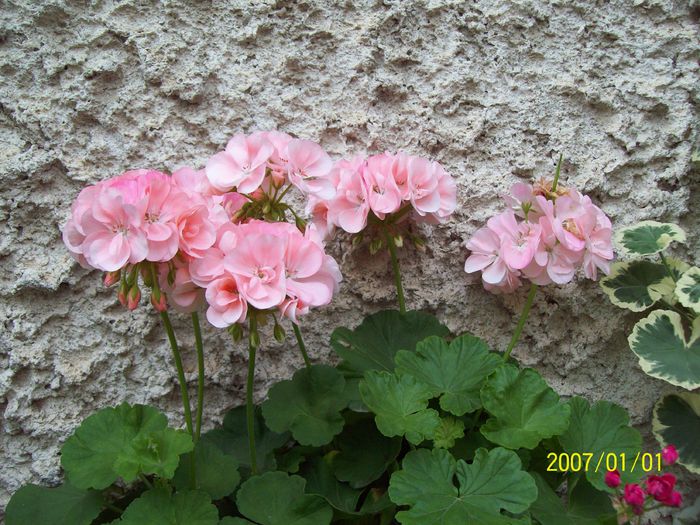 103_5254 - Muscate 2015-2016