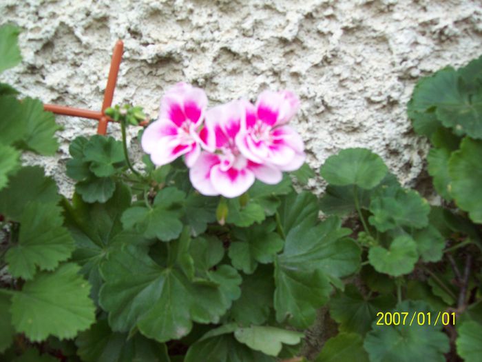 103_5256 - Muscate 2015-2016