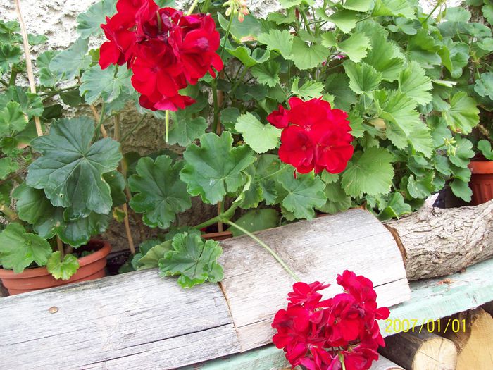 103_5257 - Muscate 2015-2016