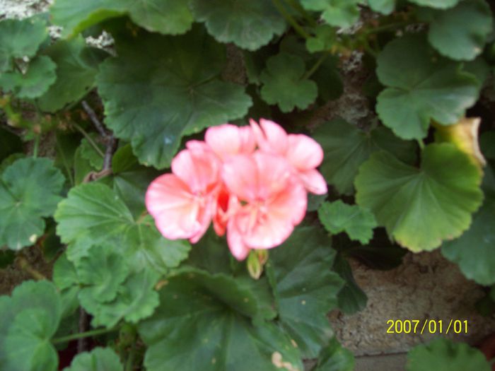 103_5258 - Muscate 2015-2016