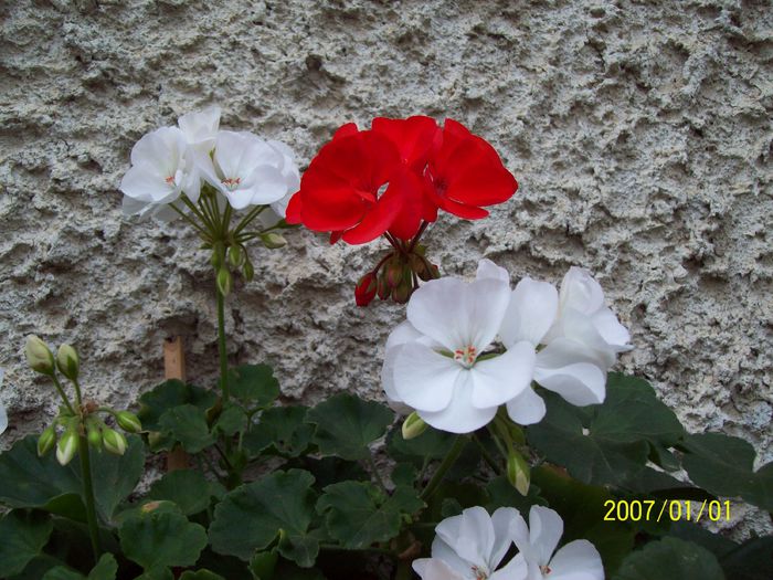 103_5259 - Muscate 2015-2016