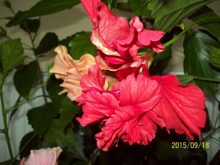 103_5228 - Hibiscusi 2015