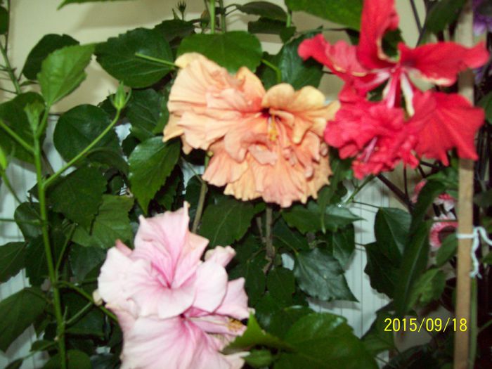 103_5223 - Hibiscusi 2015